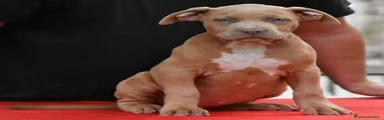 American Bully 3