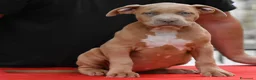 American Bully cani in vendita: Cucciole di American Bully XL. - Annuncio 12