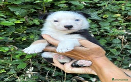Border Collie cani in vendita: Cuccioli Border collie linea da lavoro  a Provincia di Modena - Immagine 13