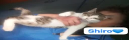 Meticcio gatti in regalo: Gatto adulto,cerca una famiglia che lo ami a Città metropolitana di Milano - Annuncio 3