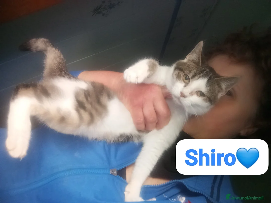 Meticcio gatti in regalo: Gatto adulto,cerca una famiglia che lo ami a Città metropolitana di Milano - Annuncio 3