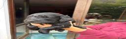 Meticcio cani in vendita: Cuccioli di Goldendoodle  - Annuncio 11