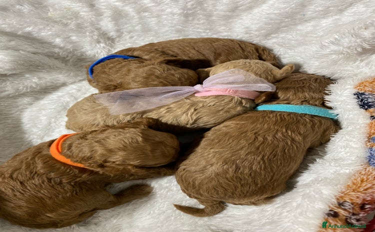 Barboncino Toy cani - Annuncio 6