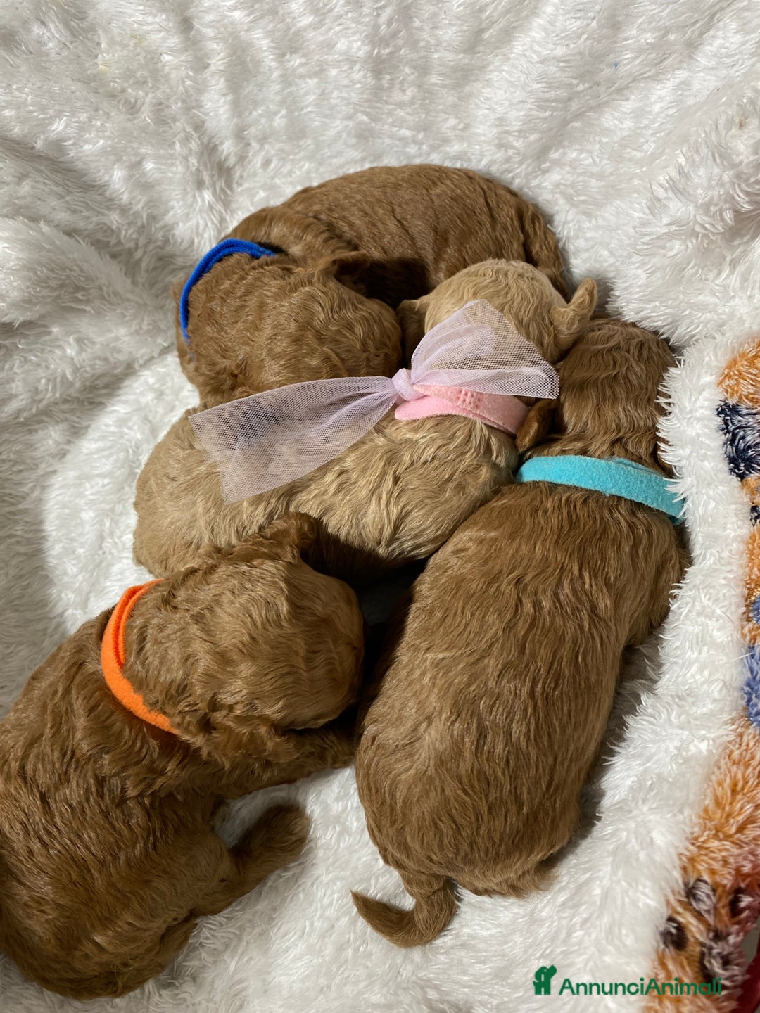 Barboncino Toy cani in vendita: Barbone toy - Annuncio 1