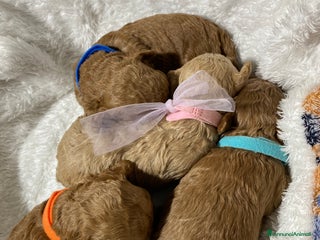 Barboncino Toy cani Barbone toy - Annuncio 38