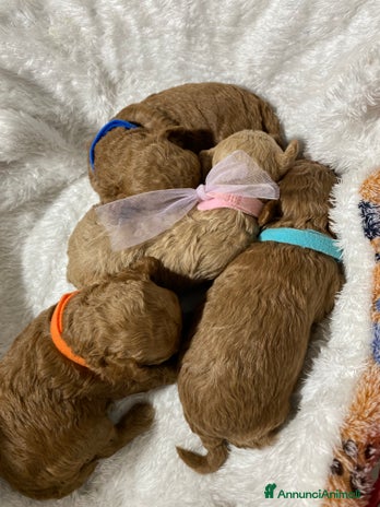 Barboncino Toy cani - Annuncio 6