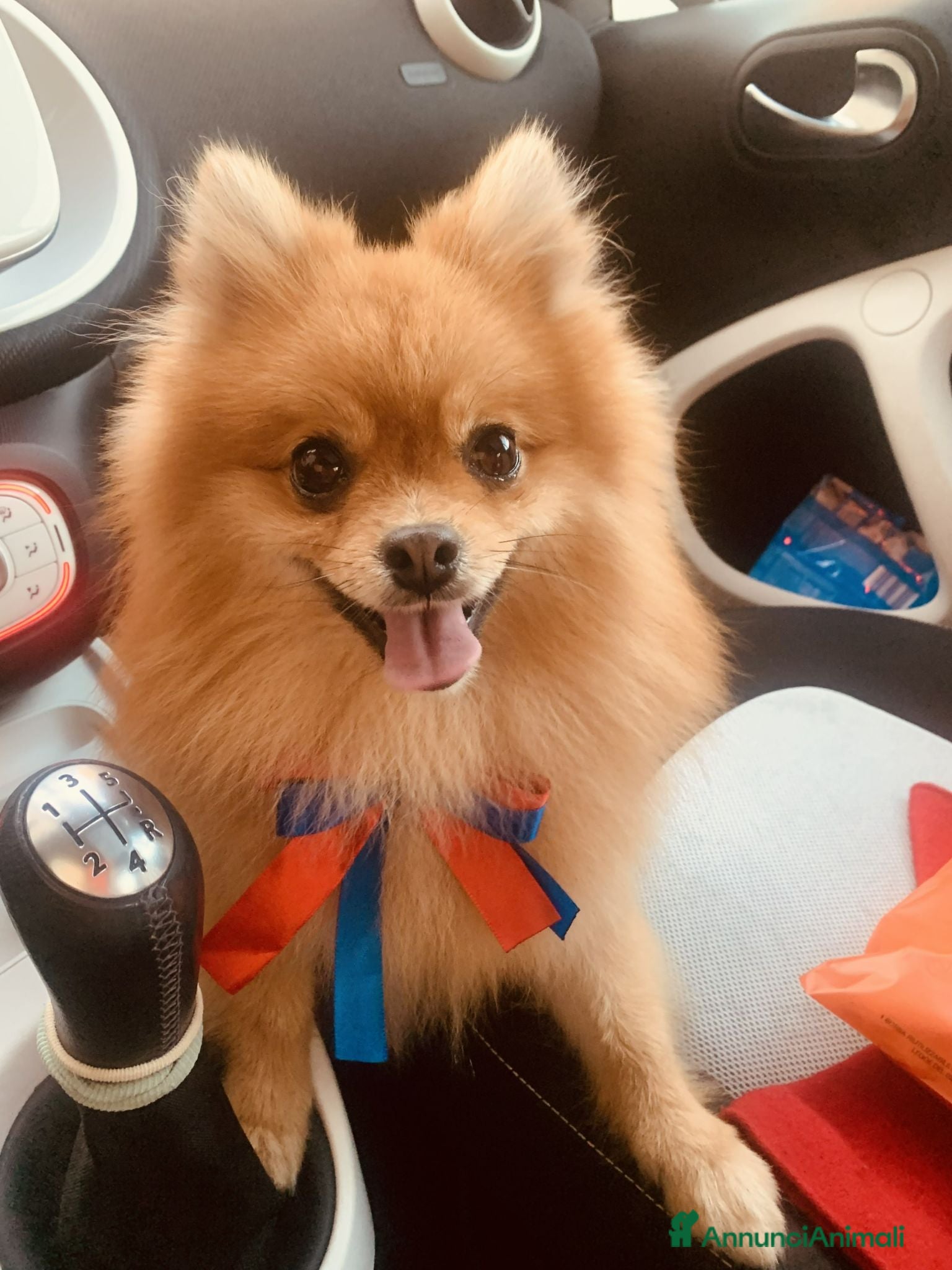 Volpino Pomerania cani MONTA - Annuncio 3