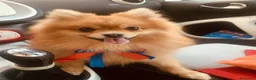 Volpino Pomerania cani per accoppiamento: MONTA a Provincia di Monza e della Brianza - Annuncio 1