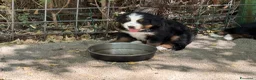 Bovaro del Bernese cani in vendita: Cucciole di Bovaro del Bernese - Annuncio 4