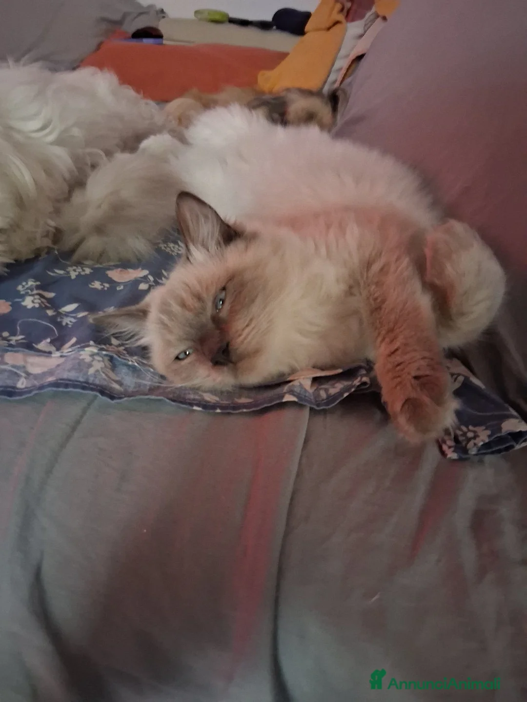 Ragdoll gatti in vendita: Gattini ragdoll - Annuncio 8