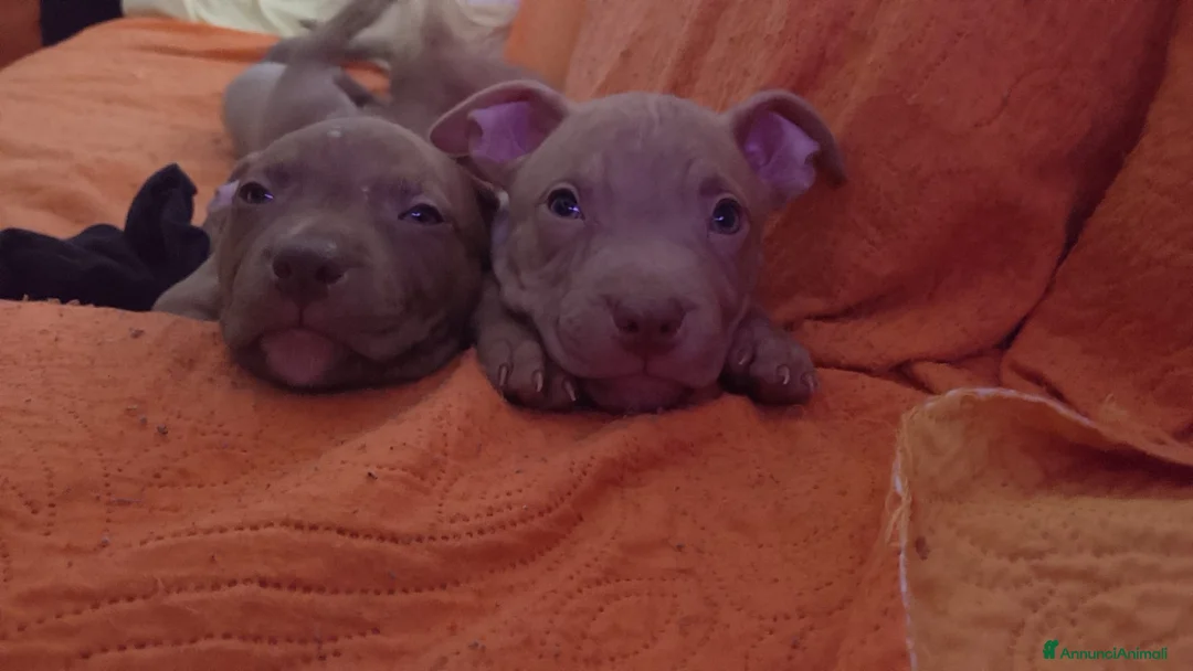 Pitbull cani in vendita: CUCCIOLI AMERICAN PIT BULL TERRIER RED NOSE  a Provincia di Rovigo - Annuncio 4