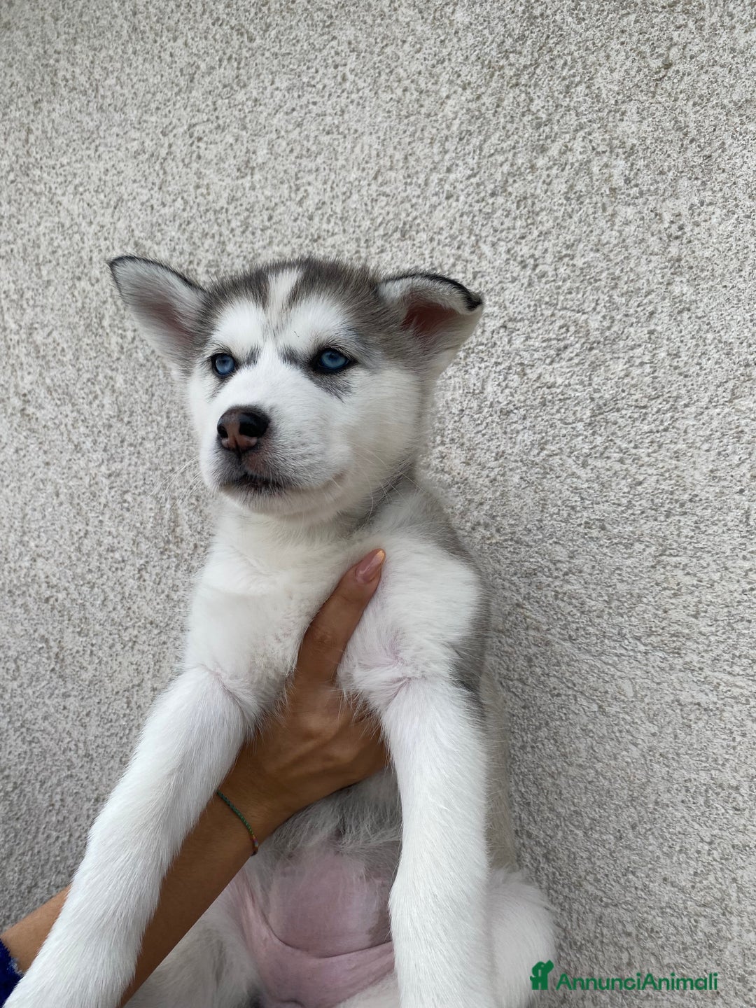 Husky cani in vendita: Cuccioli di Husky  - Annuncio 5