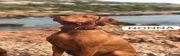Bracco cani in vendita: Cuccioli di bracco ungherese (Viszla) disponibili - Annuncio 20