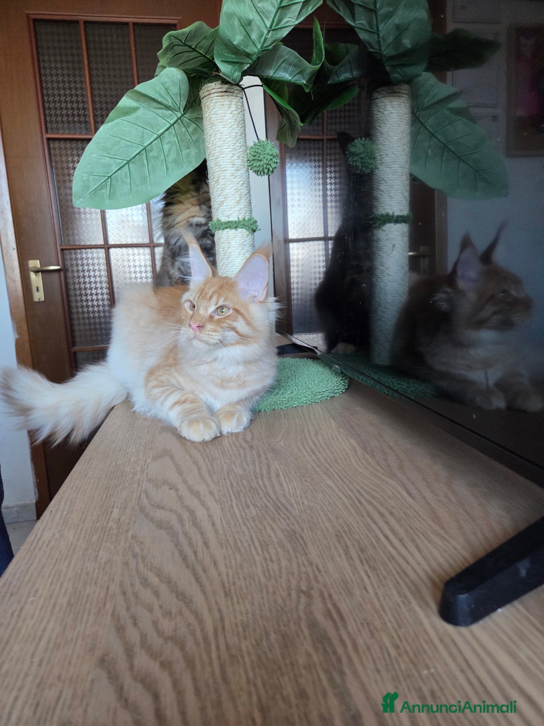 Maine Coon gatti in vendita: Ultimi 4 cuccioli Maine Coon - Annuncio 32