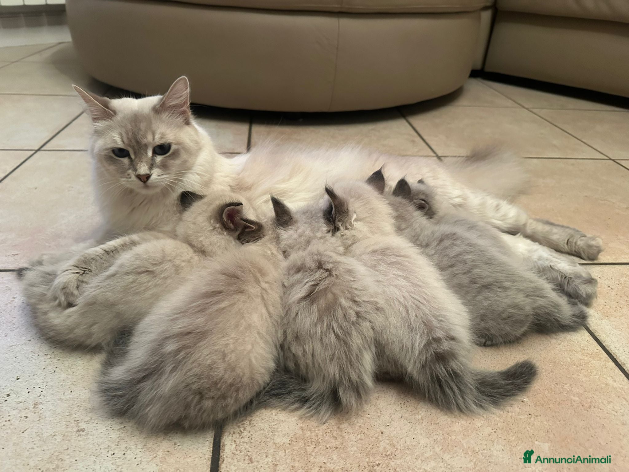 Siberiano gatti Gatto simil siberiano neva  - Annuncio 2