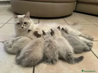 Siberiano gatti Gatto simil siberiano neva - Annuncio 7