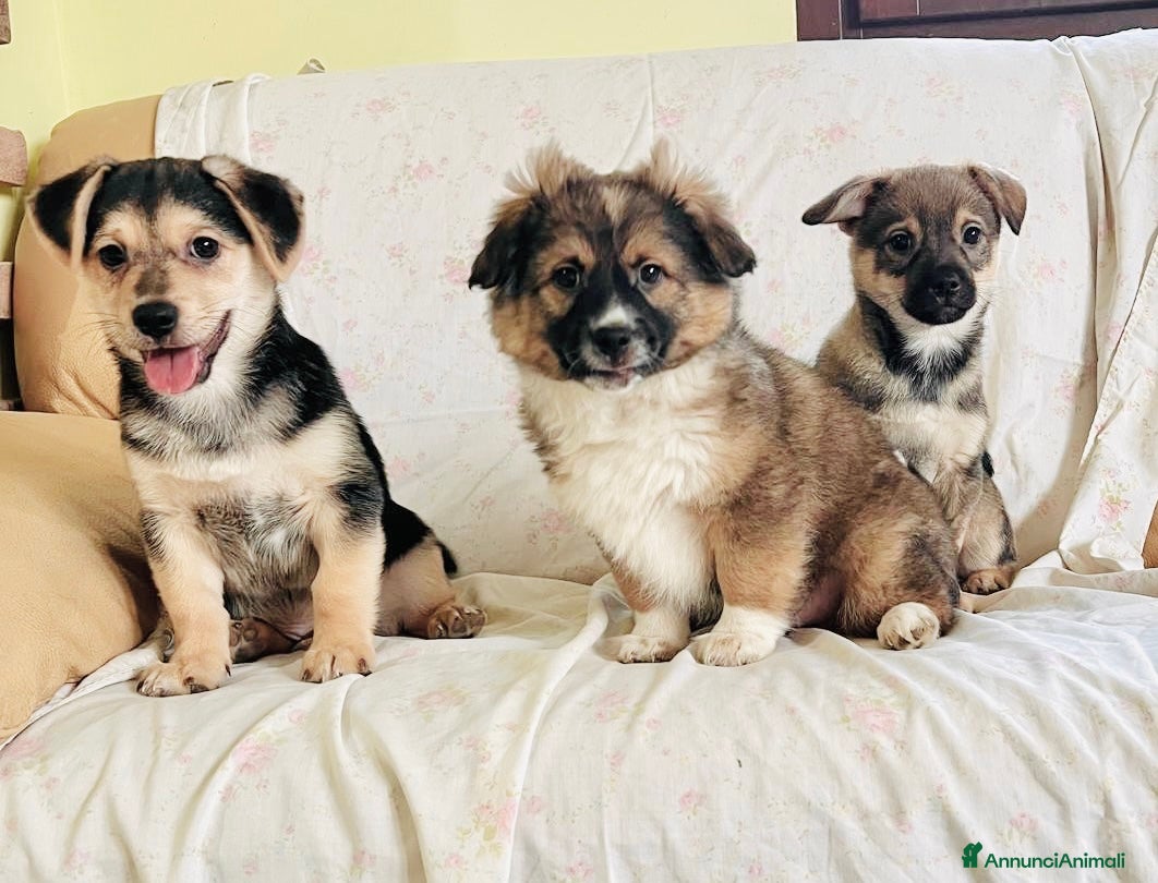 Meticcio cani Cuccioli taglia piccola 3 mesi - Annuncio 14