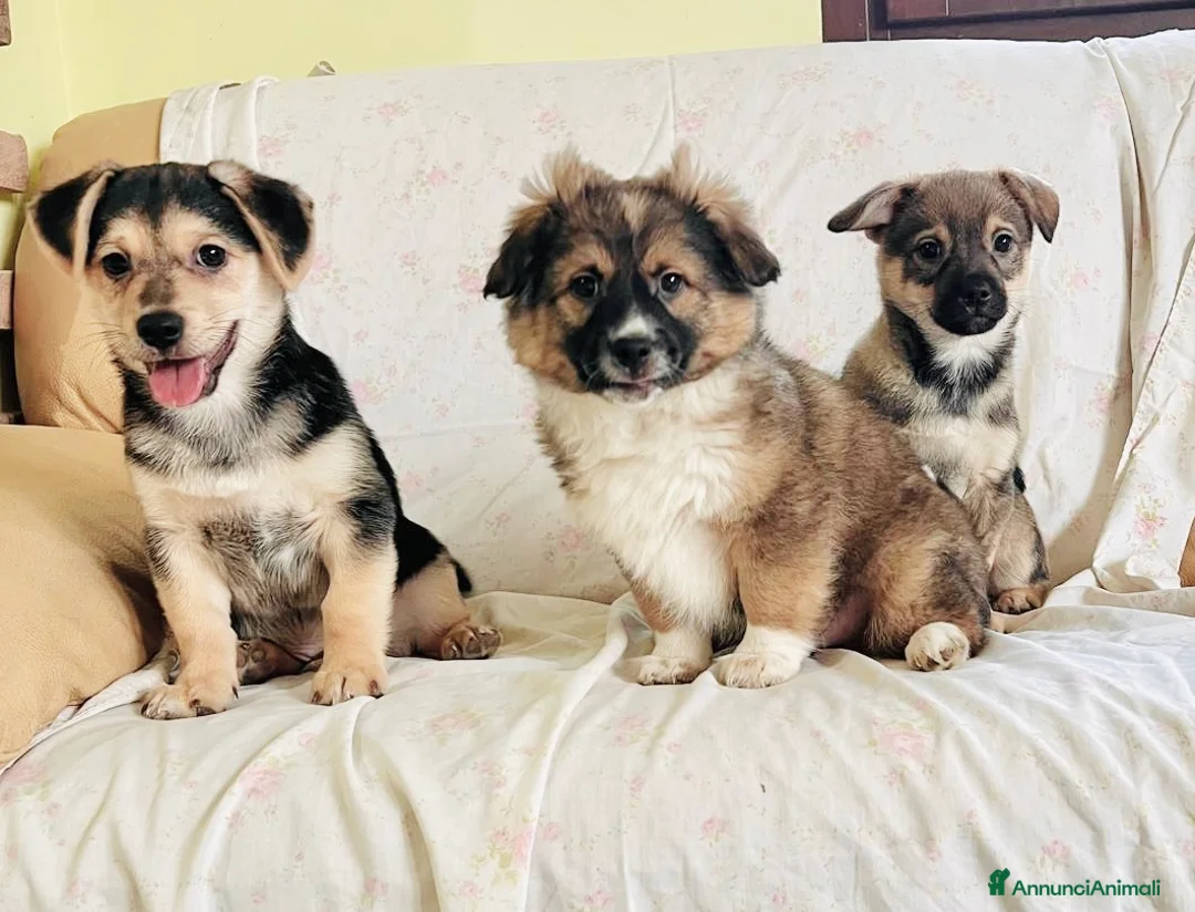 Meticcio cani in regalo: Cuccioli taglia piccola 3 mesi - Annuncio 1