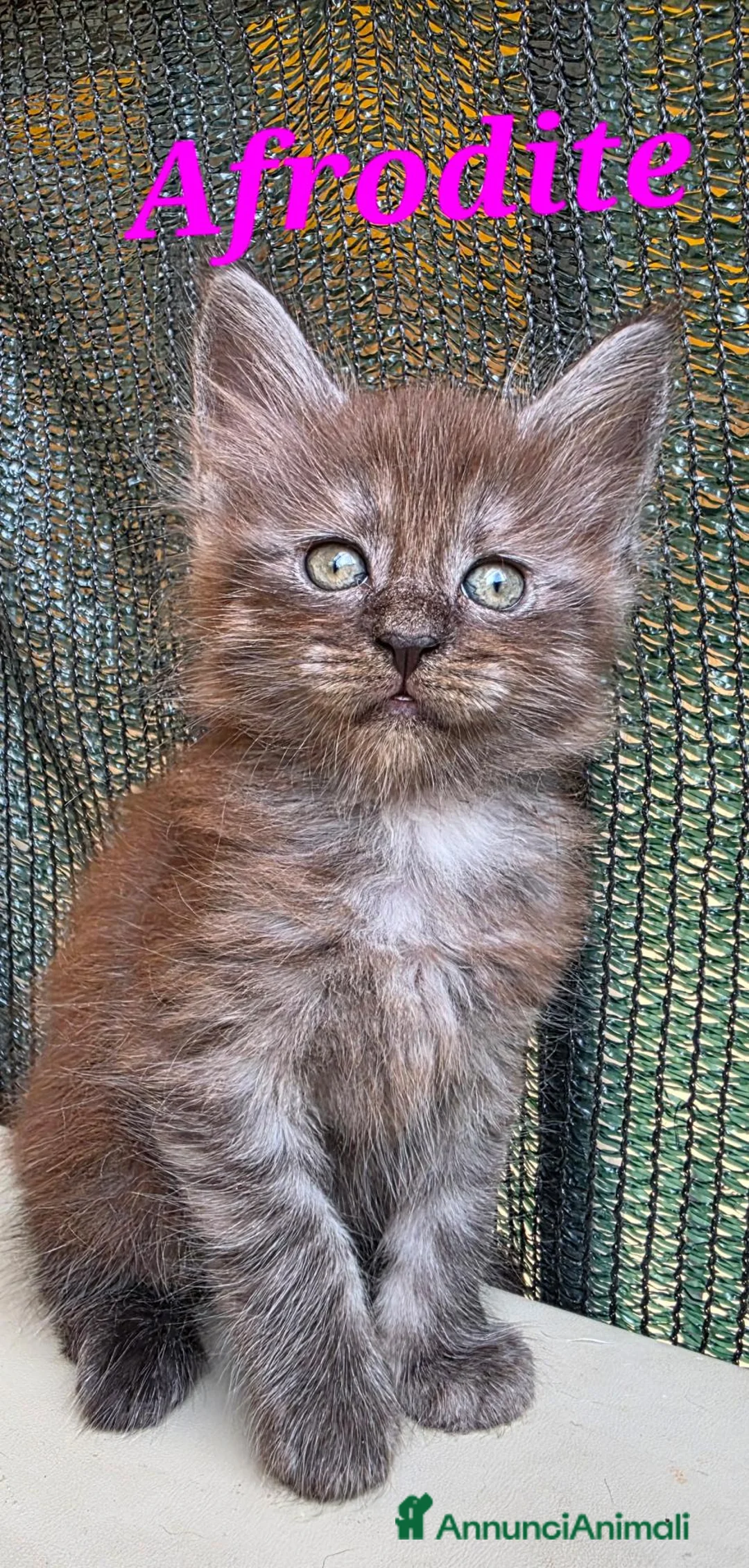 Maine Coon gatti in vendita: Cucciola di Maine Coon  - Annuncio 2