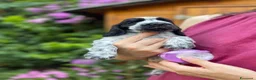 Cocker cani in vendita: cuccioli Cocker Spaniel Inglese  a Provincia di Ravenna - Annuncio 3