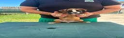 Boxer cani in vendita: Cuccioli di boxer - Annuncio 20