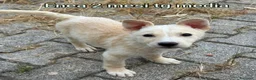 Meticcio cani in regalo: TROPPI CUCCIOLI SOLI IN RIFUGIO  a Provincia di Verona - Annuncio 9