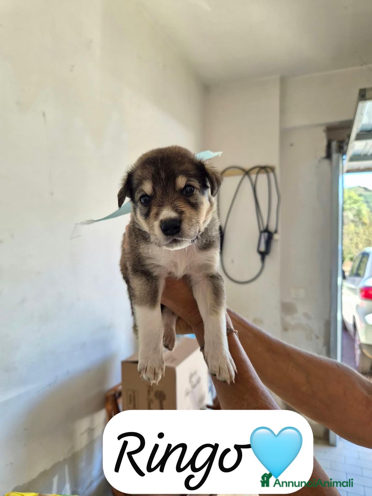 Meticcio cani Ringo tenero cucciolo simil pastore australiano  - Annuncio 37