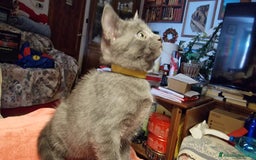Certosino gatti in vendita: Cuccioli Certosini disponibili a Città Metropolitana di Firenze - Immagine 3