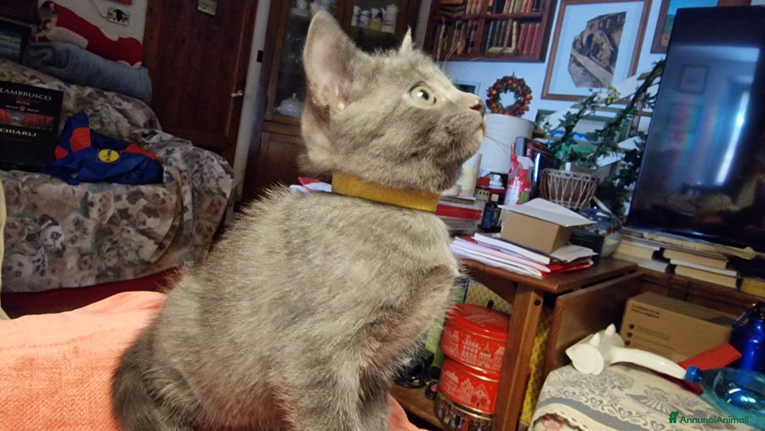 Certosino gatti in vendita: Cuccioli Certosini disponibili a Città Metropolitana di Firenze - Immagine 3