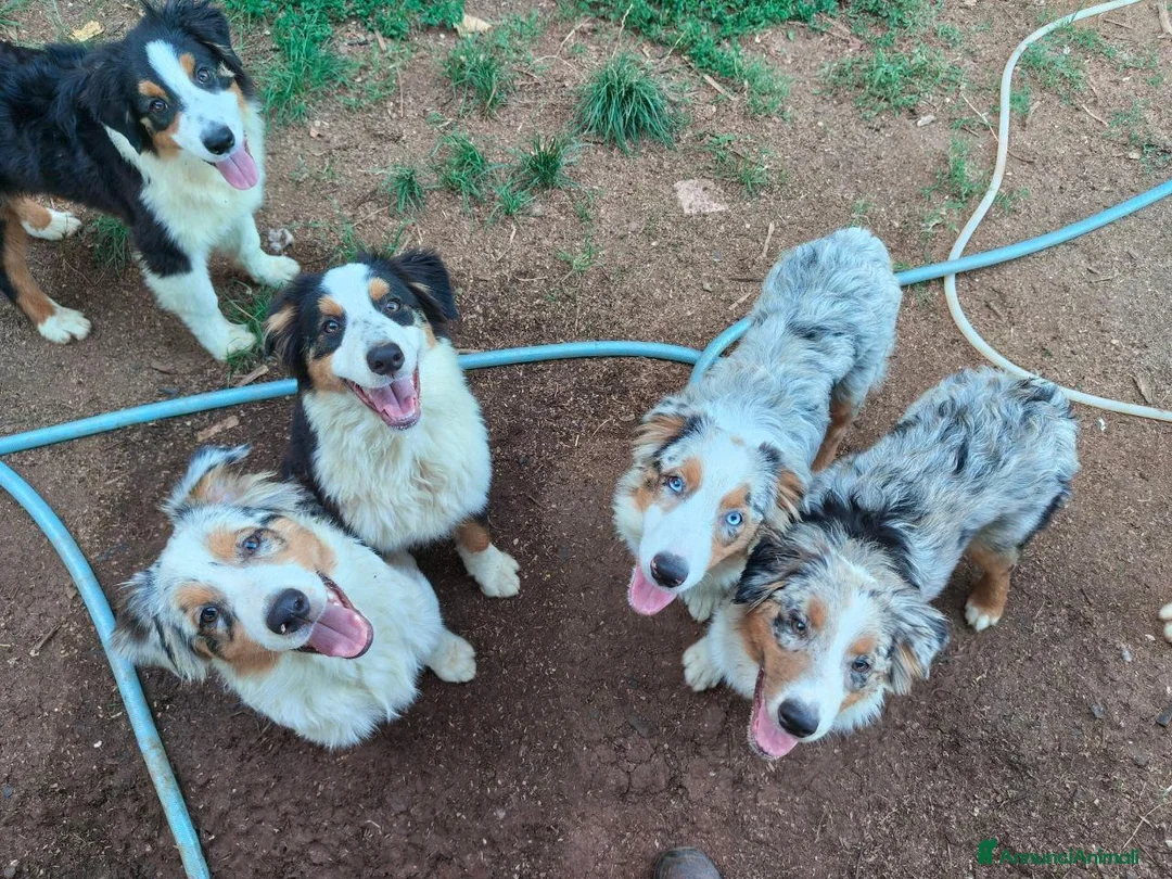 Australian Shepherd cani in vendita: cuccioli pastore australiano - australian shepherd - Annuncio 1