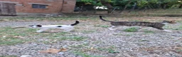 Altre razze gatti in regalo: Gattino cerca casa! a Provincia di Modena - Annuncio 6