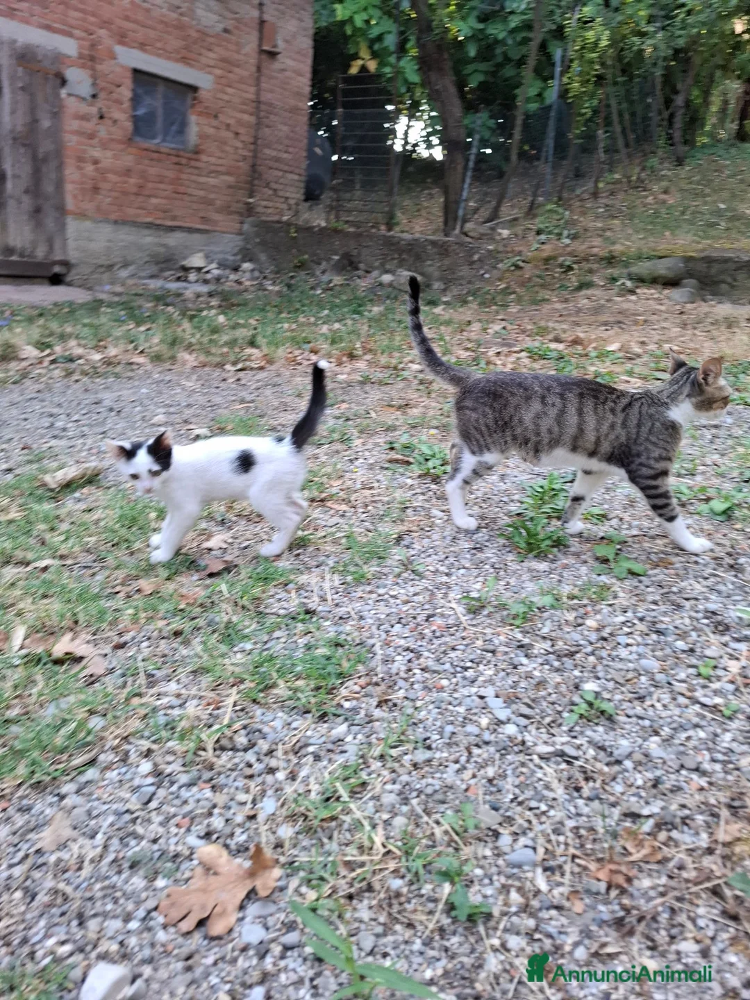 Altre razze gatti in regalo: Gattino cerca casa! a Provincia di Modena - Annuncio 6
