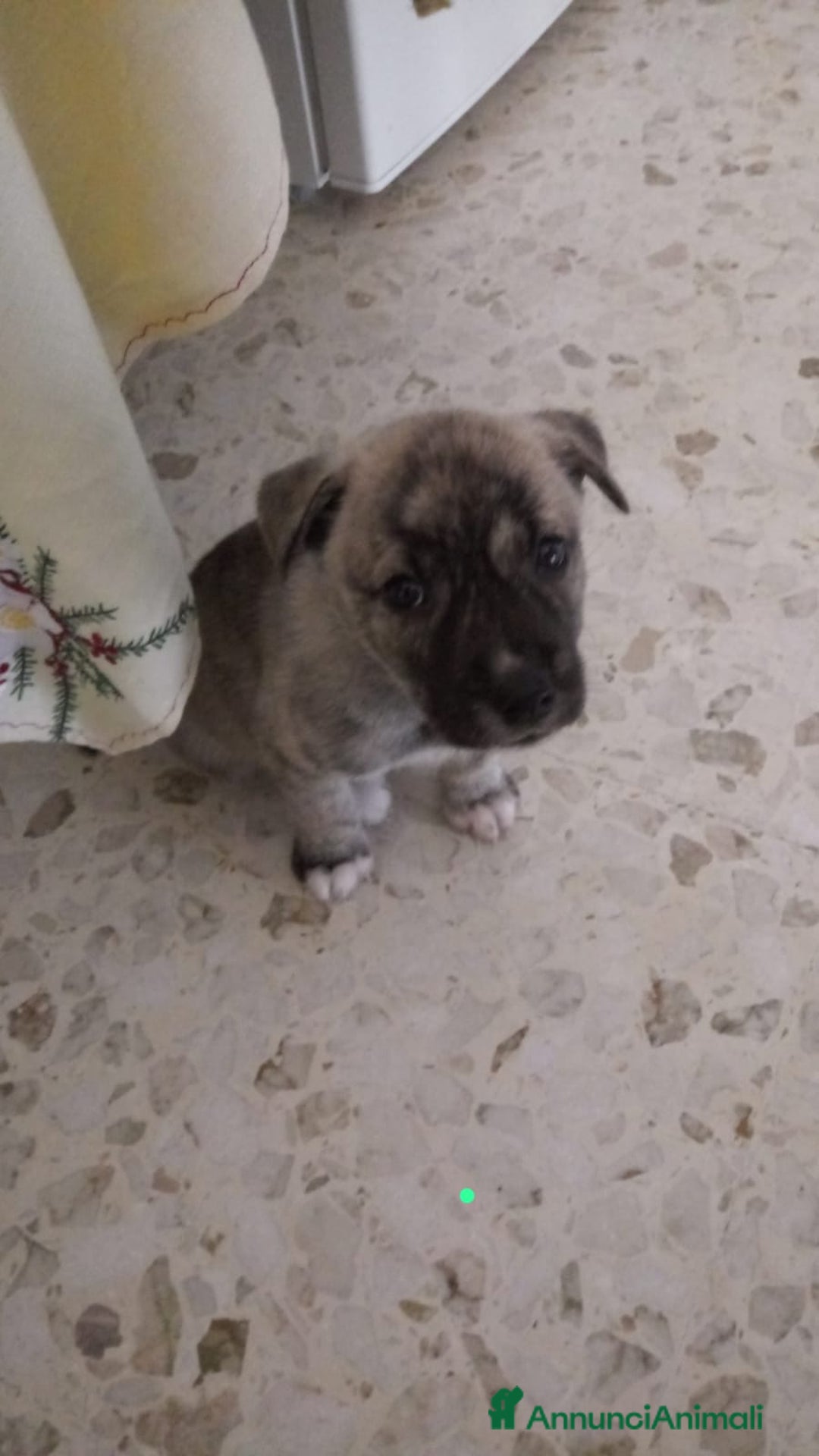 Husky cani in regalo: Mamma siberiana huski e le sue cucciole - Annuncio 3