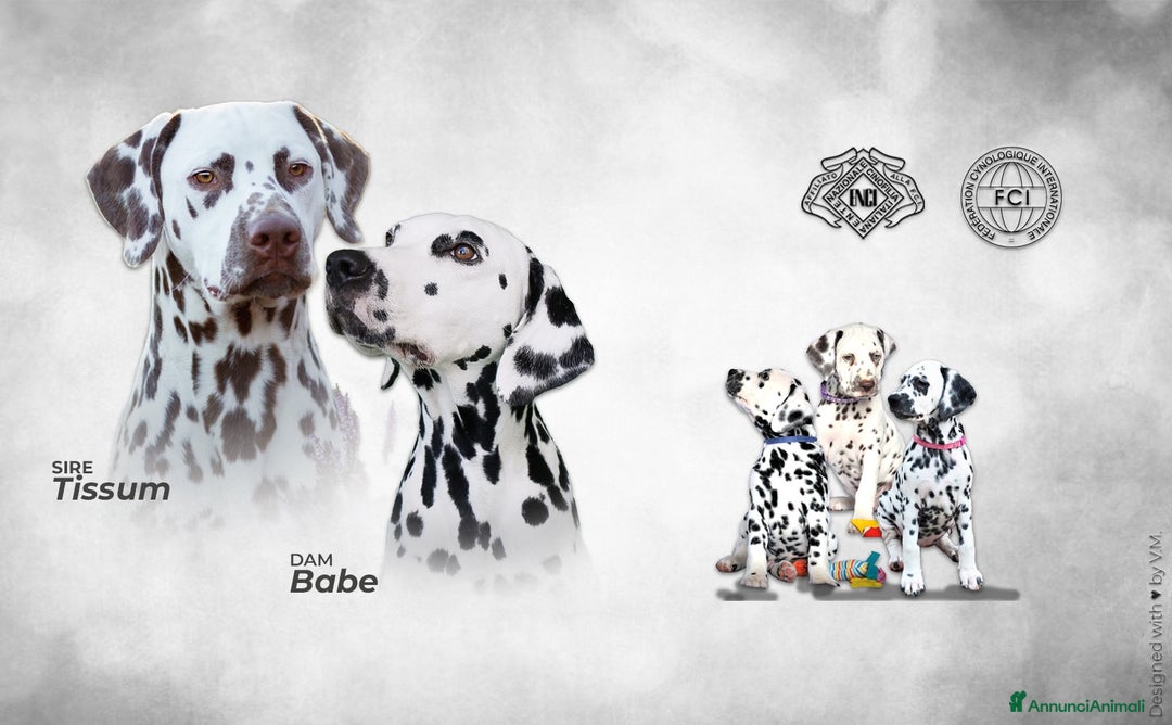 Dalmata cani in vendita: Cuccioli di razza dalmata alta genealogia - Annuncio 1