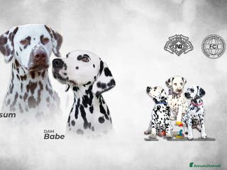 Dalmata cani Cuccioli di razza dalmata alta genealogia - Annuncio 2