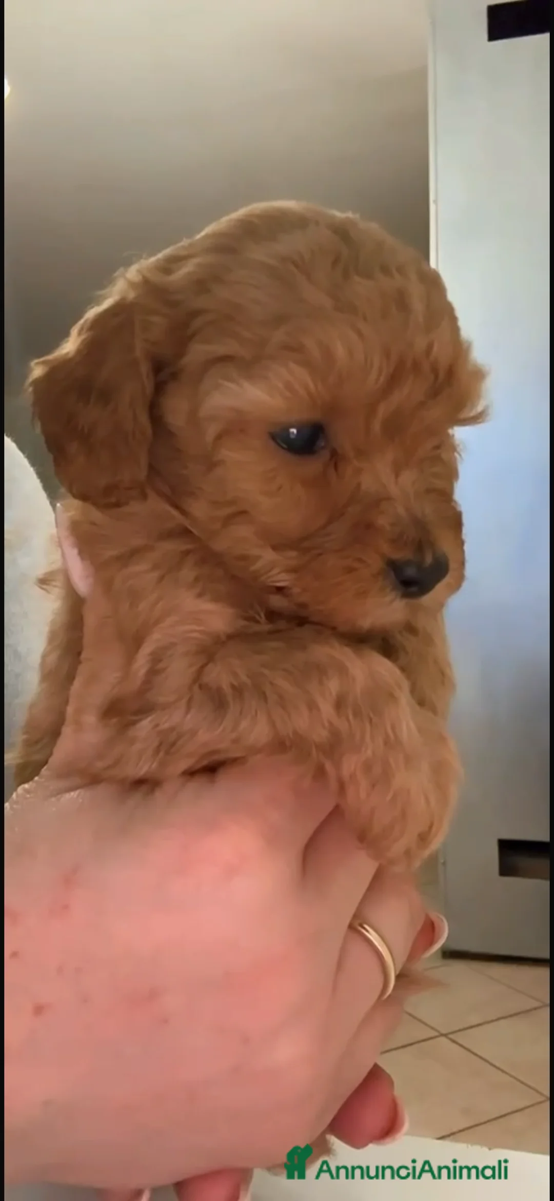 Barboncino cani in vendita: Barboncino nano❤️ - Annuncio 6