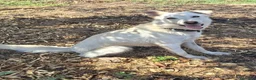 Meticcio cani in regalo: LUNA 🩷 un vulcano di amore e allegria!  😍 a Provincia di Treviso - Annuncio 13