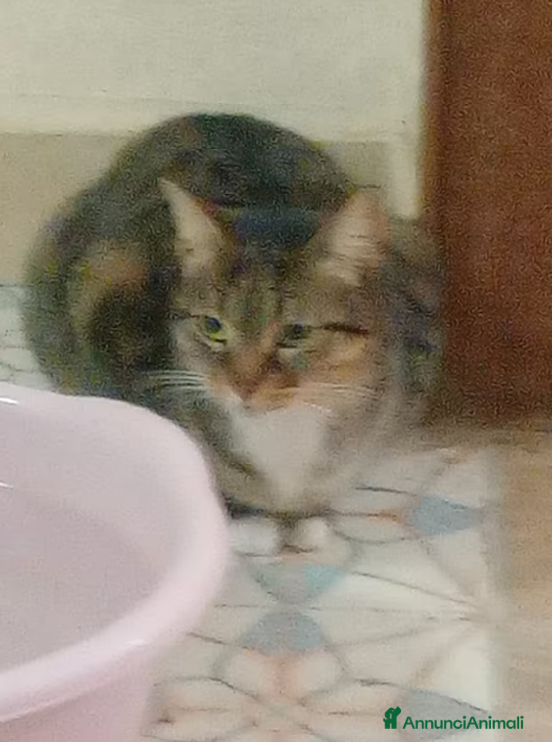 Europeo gatti in regalo: Gatta europea - Annuncio 3