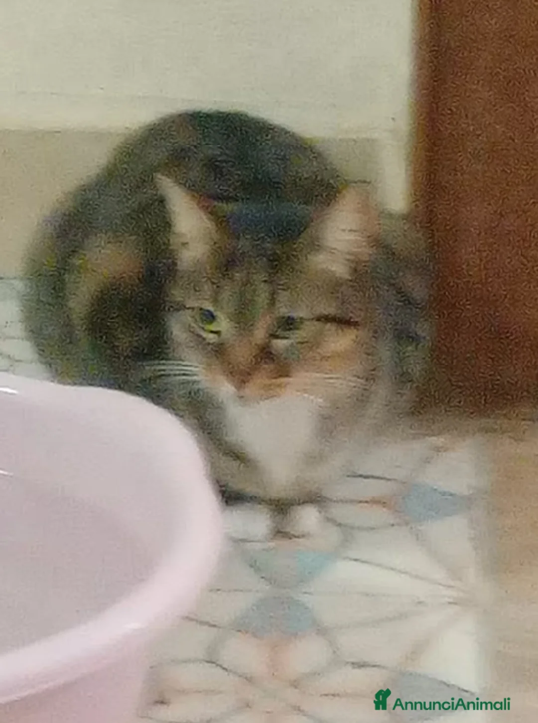 Europeo gatti in regalo: Gatta europea - Annuncio 3