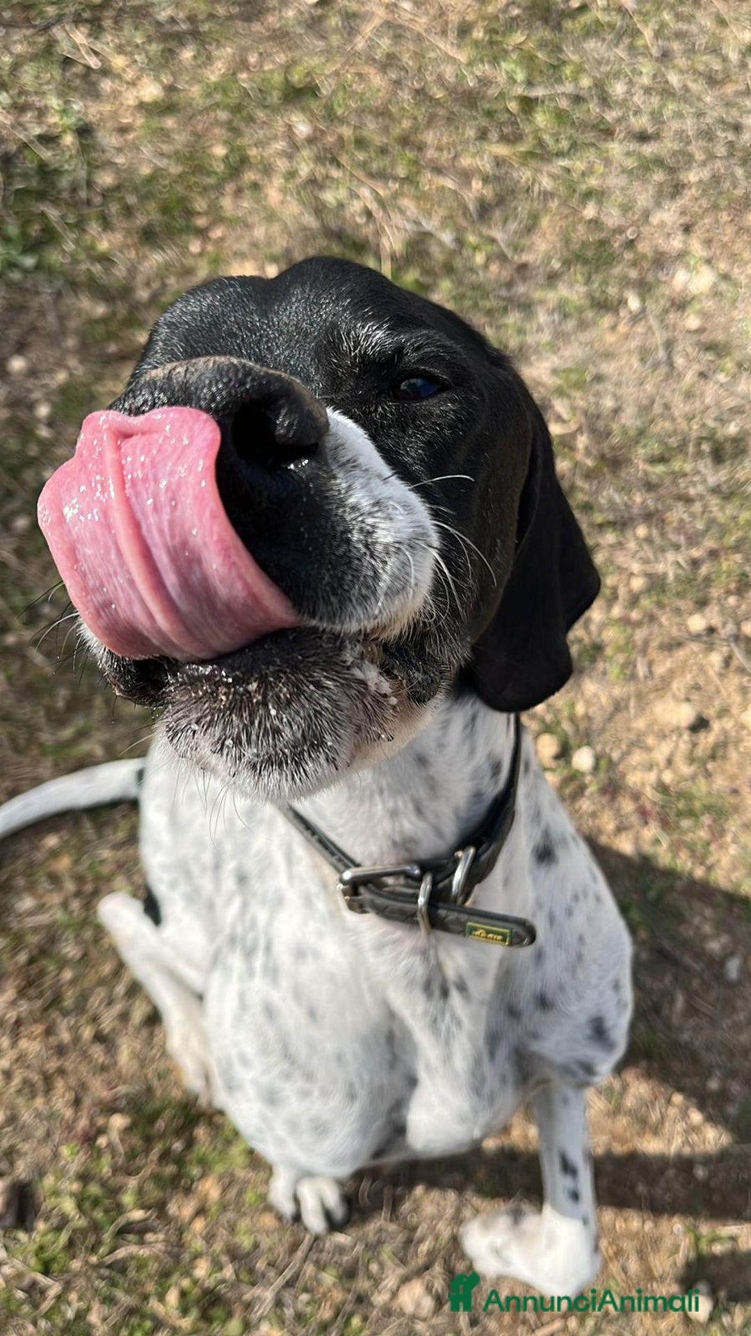 Pointer cani in regalo: DJANGO tenerissimo cane in adozione! - Annuncio 11