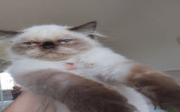 Persiano gatti in vendita: Gattina persiana  a Città metropolitana di Palermo - Immagine 4