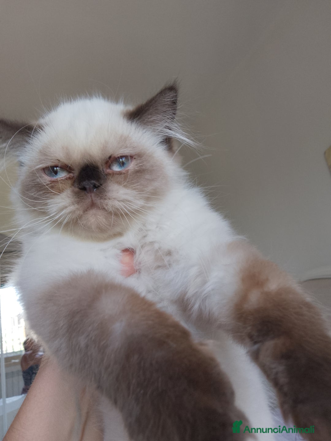 Persiano gatti in vendita: Gattina persiana  a Città metropolitana di Palermo - Immagine 4