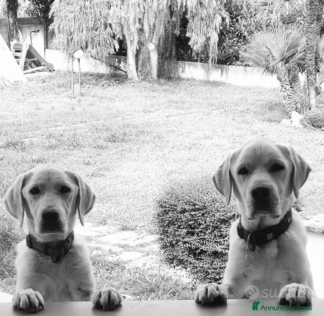 Labrador cani in vendita: Splendidi Cuccioli di Labrador - Annuncio 2