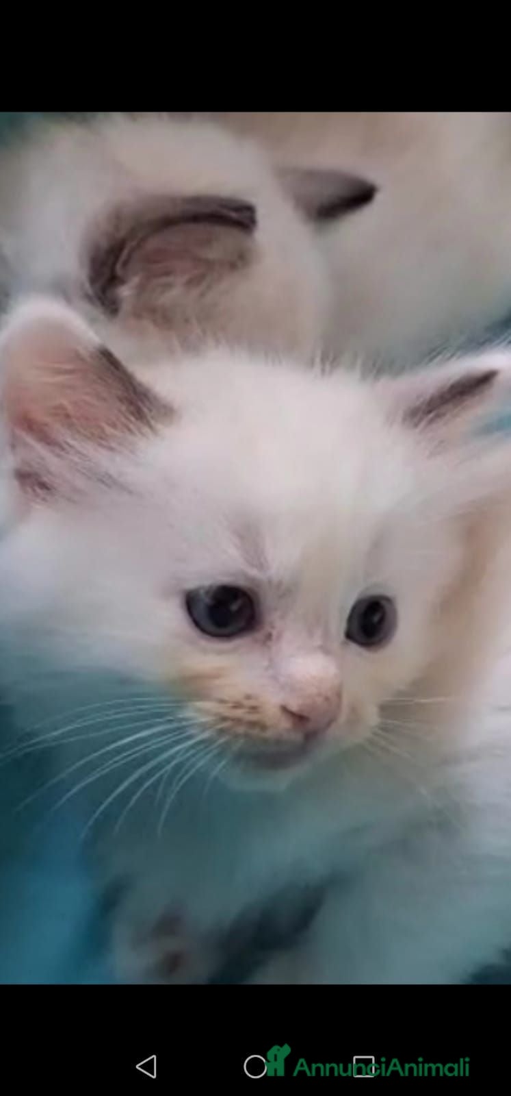 Ragdoll gatti Cuccioli Ragdoll  - Annuncio 19