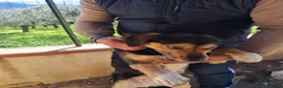 Meticcio cani in regalo: Gigio: 2 anni, socievole, equilibrato - Annuncio 16