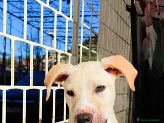 Meticcio cani 3mesi pelo corto salvato dalla morte pronto x part - Annuncio 5