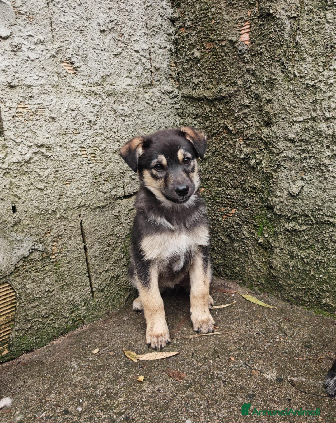 Meticcio cani SALLY 🩷 - cucciola futura taglia media cerca 🏡  - Annuncio 2