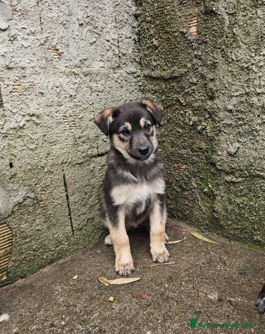 Meticcio cani in regalo: SALLY 🩷 - cucciola futura taglia media cerca 🏡  - Annuncio 2