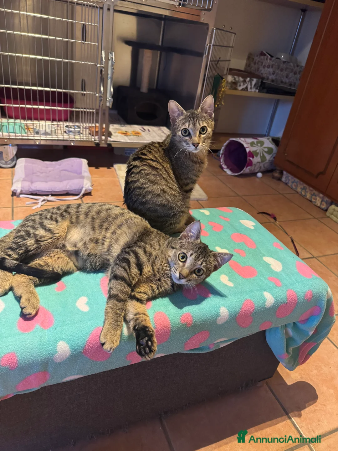 Europeo gatti in regalo: Gemellini di 5 mesi inseparabili a Cremona  - Annuncio 12