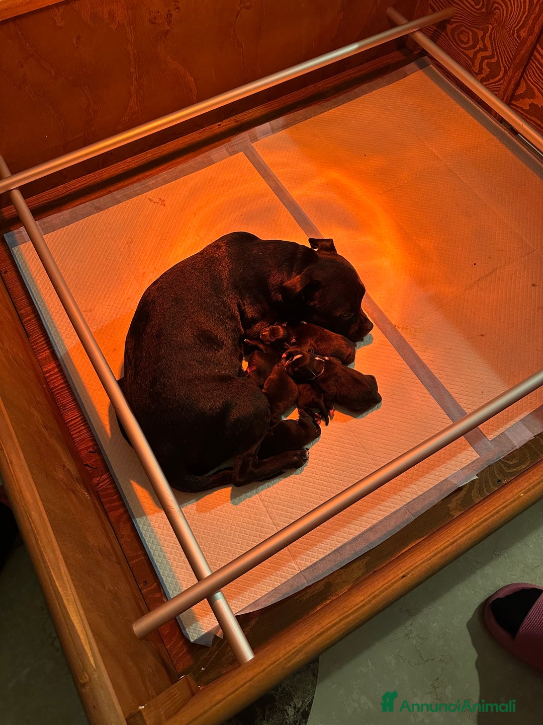 Staffordshire cani in vendita: Staffordshire Bull Terrier (Staffy) - Annuncio 16